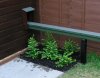 Lonicera Nitida planted.JPG