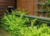 Lonicera Nitida growth.JPG